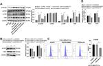 CD206 (MMR) Antibody in Flow Cytometry (Flow)