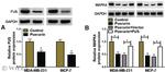 MAPK4 Antibody in Western Blot (WB)