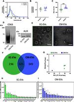 Alix Antibody in Western Blot (WB)