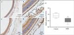 VEGF Antibody in Immunohistochemistry (PFA fixed) (IHC (PFA))