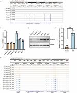 SH3BGR Antibody in Western Blot (WB)