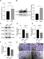 CXCL6 Antibody in Western Blot (WB)