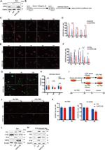 YIPF2 Antibody in Western Blot (WB)