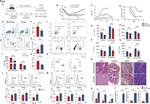 CD154 (CD40 Ligand) Antibody in Flow Cytometry (Flow)