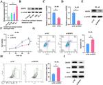 Hopx Antibody in Western Blot (WB)