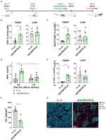 CD137 Antibody in Flow Cytometry (Flow)