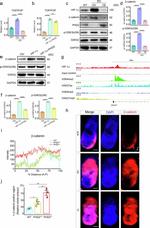GSK3B Antibody in Western Blot (WB)