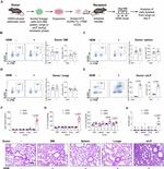 CD335 (NKp46) Antibody in Flow Cytometry (Flow)