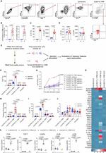 CD45 Antibody in Flow Cytometry (Flow)