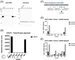 STAT1 Antibody in Western Blot (WB)