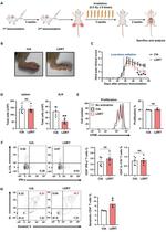 IFN gamma Monoclonal Antibody (XMG1.2), FITC, eBioscience™