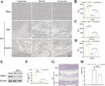 beta Actin Antibody in Western Blot (WB)