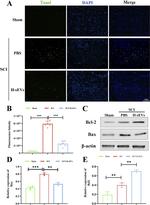 beta Actin Antibody in Western Blot (WB)