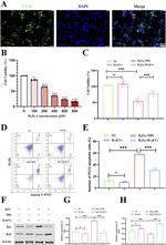 beta Actin Antibody in Western Blot (WB)