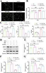 beta Actin Antibody in Western Blot (WB)