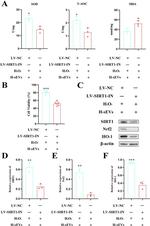 Nrf2 Antibody in Western Blot (WB)