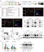 CCAR1 Antibody in Western Blot, Immunoprecipitation (WB, IP)