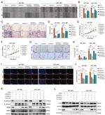 CCAR1 Antibody in Western Blot (WB)