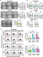 CD44 Antibody in Flow Cytometry (Flow)