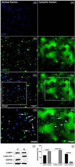 LAMP2 Antibody in Western Blot (WB)