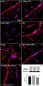 LAMP2 Antibody in Western Blot (WB)