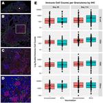 CD4 Antibody in Immunohistochemistry (IHC)