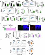 PAX6 Antibody in Flow Cytometry (Flow)