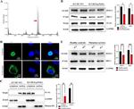 RTEL1 Antibody in Western Blot (WB)