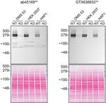 Huntingtin Antibody in Western Blot (WB)