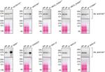 Huntingtin Antibody in Western Blot, Immunoprecipitation (WB, IP)