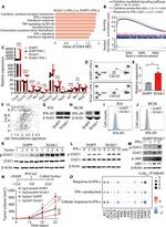 CD119 (IFN gamma Receptor 1) Antibody in Flow Cytometry (Flow)