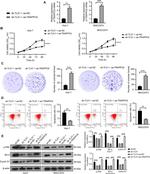 Cyclin D1 Antibody in Western Blot (WB)