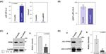 SPHK1 Antibody in Western Blot (WB)