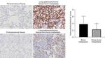 CISD2 Antibody in Immunohistochemistry (Paraffin) (IHC (P))