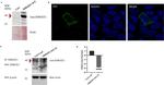 SDR42E1 Antibody in Western Blot, Immunoprecipitation (WB, IP)