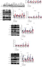 TAS1R2 Antibody in Western Blot (WB)