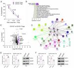 FOXP3 Antibody in Western Blot (WB)