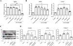 Alpha-Smooth Muscle Actin Antibody in Western Blot (WB)