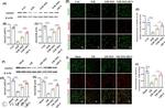 Akirin2 Antibody in Western Blot (WB)