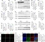 Akirin2 Antibody in Western Blot (WB)