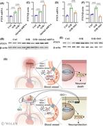 Akirin2 Antibody in Western Blot (WB)
