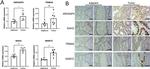 SIAH2 Antibody in Immunohistochemistry (Paraffin) (IHC (P))