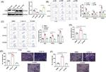 Arginase 1 Antibody in Flow Cytometry (Flow)
