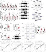 CD206 (MMR) Antibody in Flow Cytometry (Flow)