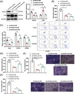 Arginase 1 Antibody in Flow Cytometry (Flow)