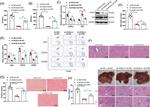 CD206 (MMR) Antibody in Flow Cytometry (Flow)