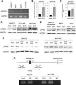 LPHN3 Antibody in Western Blot (WB)