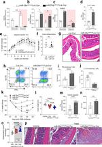 CD4 Antibody in Flow Cytometry (Flow)