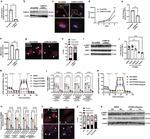 DNM1L Antibody in Western Blot (WB)