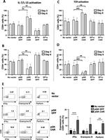 Granzyme B Antibody in Flow Cytometry (Flow)